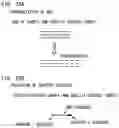 Fig. 21 - ANALYSIS METHOD, INFORMATION PROCESSING APPARATUS, GENE ANALYSIS SYSTEM AND NON-TRANSITORY STORAGE MEDIUM
