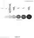 Fig. 11 - SCORING AND MITIGATING HEALTH RISKS