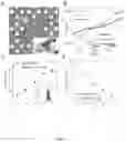 Fig. 04 - Transition metal chalcogenide van der waals films, methods of making same, and apparatuses and devices comprising same