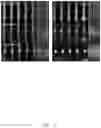 Fig. 03 - Method for forming nano sensing chip by selective deposition of sensing materials through device-localized Joule heating and nano sensing chip thereof