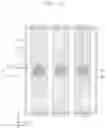 Fig. 02 - Semiconductor devices including contacts and conductive line interfaces with contacting sidewalls