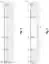 Fig. 06 - Memory cell comprising a metal control gate with a work function for an enlarged operation window