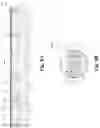Fig. 08 - Memory cell comprising a metal control gate with a work function for an enlarged operation window