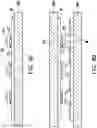 Fig. 11 - LIGHT EMITTING DEVICE AND MANUFACTURING METHOD THEREOF