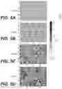 Fig. 07 - ELECTRODE WITH CONDUCTIVE INTERLAYER AND METHOD THEREOF