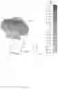 Fig. 11 - Electronic device including antenna module