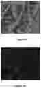 Fig. 08 - Method to authenticate a substrate using speckle patterns and a device to perform the method