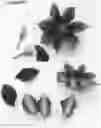 Fig. 01 - plant named ‘Evipo099’