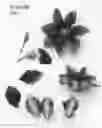 Fig. 02 - plant named ‘Evipo099’