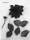 Fig. 01 - plant named ‘Evipo102’