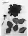 Fig. 02 - plant named ‘Evipo102’