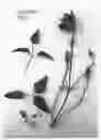 Fig. 03 - plant named ‘Evipo102’