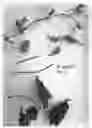Fig. 03 - plant named ‘Evipo093’