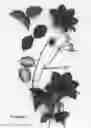 Fig. 01 - plant named ‘Evipo083’
