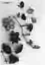 Fig. 01 - plant named ‘Evipo085’