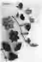 Fig. 02 - plant named ‘Evipo085’