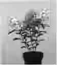 Fig. 01 - Hydrangea plant named 'LC NO8'