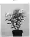 Fig. 02 - Hydrangea plant named 'LC NO8'
