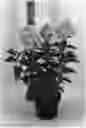 Fig. 01 - Hydrangea plant named 'LC NO5'