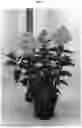 Fig. 02 - Hydrangea plant named 'LC NO5'