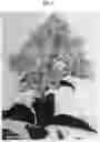 Fig. 03 - Hydrangea plant named 'LC NO5'