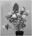 Fig. 01 - Hydrangea plant named 'LC NO7'