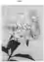 Fig. 03 - Hydrangea plant named 'LC NO7'