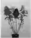 Fig. 01 - Hydrangea plant named 