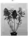 Fig. 02 - Hydrangea plant named 