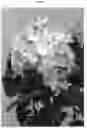 Fig. 03 - Hydrangea plant named 
