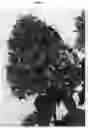 Fig. 04 - Hydrangea plant named 