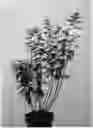 Fig. 01 - Hydrangea plant named 'LC NO4'