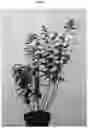 Fig. 02 - Hydrangea plant named 'LC NO4'