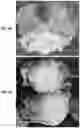Fig. 04 - Lettuce variety ‘milagro’