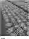 Fig. 05 - Lettuce variety ‘milagro’