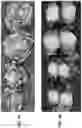 Fig. 07 - Lettuce variety ‘milagro’