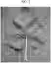 Fig. 03 - Grape plant named ‘Compassion’