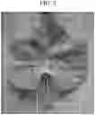 Fig. 04 - Grape plant named ‘Compassion’