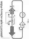 Fig. 02 - ALTERING MICROBIAL POPULATIONS & MODIFYING MICROBIOTA