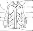 Fig. 01 - GARMENT, IN PARTICULAR FOR THE TORSO