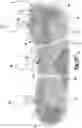 Fig. 13 - CUSHIONING MEMBER FOR ARTICLE OF FOOTWEAR AND METHOD OF MAKING