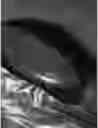 Fig. 16 - Pan