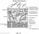 Fig. 35 - Pixel array medical systems, devices and methods