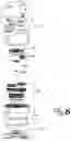 Fig. 08 - HAND-WOUND POWERED TOOTHBRUSH WITH REPLACEABLE BRUSH HEAD