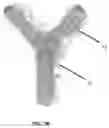 Fig. 08 - Methods and compositions for promoting the structural integrity of scaffolds for tissue engineering