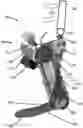 Fig. 01 - Total energy shaping control methods and devices for powered orthosis
