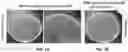 Fig. 02 - Antibacterial Formulations and Methods of Use
