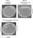 Fig. 03 - Antibacterial Formulations and Methods of Use