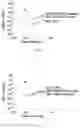 Fig. 03 - Hypotonic hydrogel formulations for enhanced transport of active agents at mucosal surfaces