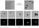 Fig. 07 - MICROPARTICLES, METHODS FOR THEIR PREPARATION AND USE
